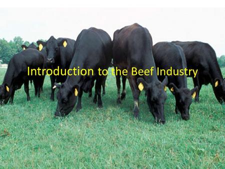 Introduction to the Beef Industry. What is the importance of the beef industry? Missouri ranks 2 nd nationally in number of beef cattle – Texas 1 st (larger.