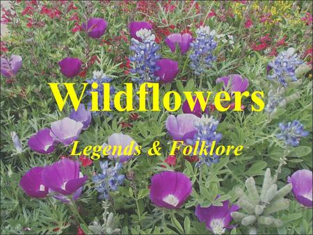 Wildflowers Legends & Folklore. Helianthus annuus Sunflower.