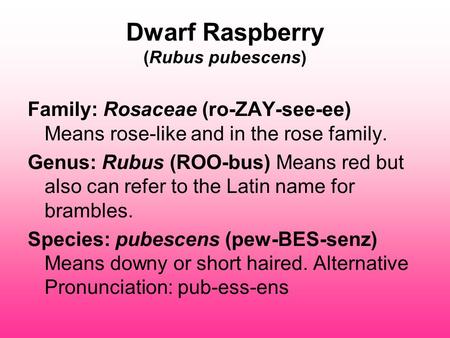Dwarf Raspberry (Rubus pubescens) Family: Rosaceae (ro-ZAY-see-ee) Means rose-like and in the rose family. Genus: Rubus (ROO-bus) Means red but also can.