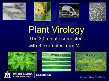 Plant Virology The 30 minute semester with 3 examples from MT PVYWSMVBYDV.