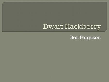 Ben Ferguson. The Dwarf Hackberry, Celtis tenuifolia Nutt., also goes by hackberry, sugarberry, upland hackberry, or Georgia hackberry. It is considered.