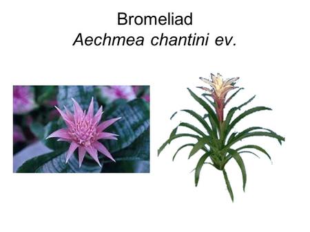 Bromeliad Aechmea chantini ev.