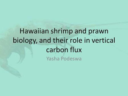 Hawaiian shrimp and prawn biology, and their role in vertical carbon flux Yasha Podeswa.