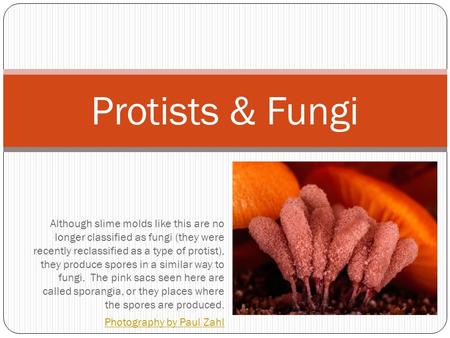Protists & Fungi Although slime molds like this are no longer classified as fungi (they were recently reclassified as a type of protist), they produce.