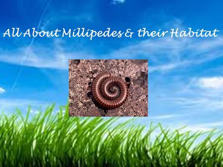 All About Millipedes & their Habitat. KWL Flip Chart 1.Fold Paper “hot dog” style 2.Cut two lines 3.You will have three flaps 4.Label each flap “K”