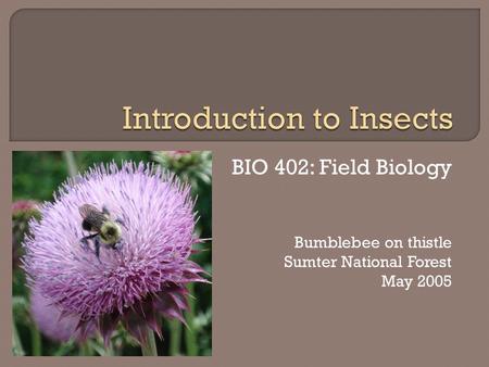 BIO 402: Field Biology Bumblebee on thistle Sumter National Forest May 2005.