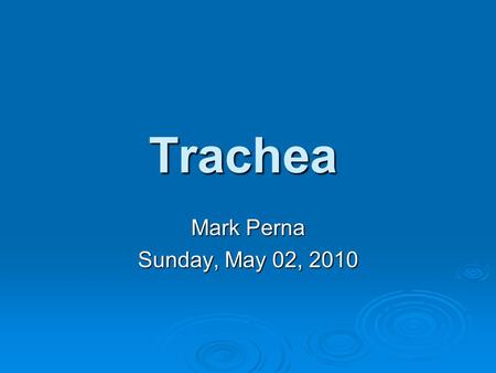 Trachea Mark Perna Sunday, May 02, 2010.