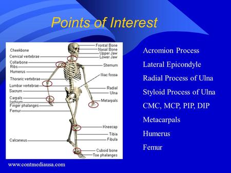 Points of Interest Acromion Process Lateral Epicondyle