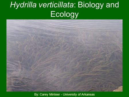 Hydrilla verticillata: Biology and Ecology By: Carey Minteer - University of Arkansas.