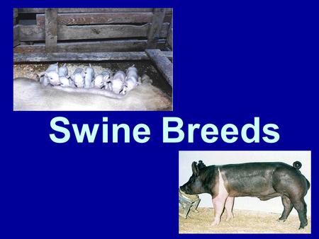 Swine Breeds Breeds Terminal –Muscling –Leanness –Rapid growth rates.