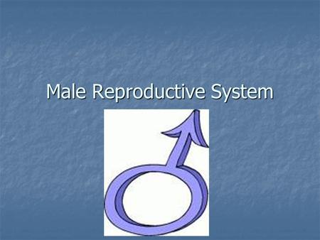 Male Reproductive System. Before we begin… We need to be mature and respectful during this unit… We need to be mature and respectful during this unit…
