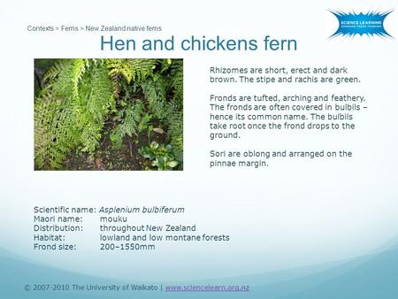 Hen and chickens fern © 2007-2010 The University of Waikato | www.sciencelearn.org.nzwww.sciencelearn.org.nz Contexts > Ferns > New Zealand native ferns.