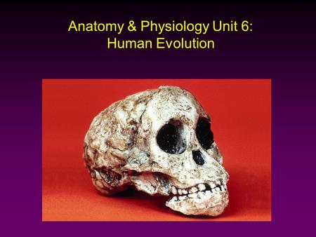 Anatomy & Physiology Unit 6: Human Evolution. Classification Hierarchy Kingdom Animal Phylum Chordate Class Mammal Order Primates Family Hominids Genus.