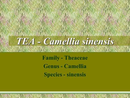 TEA - Camellia sinensis Family - Theaceae Genus - Camellia Species - sinensis.