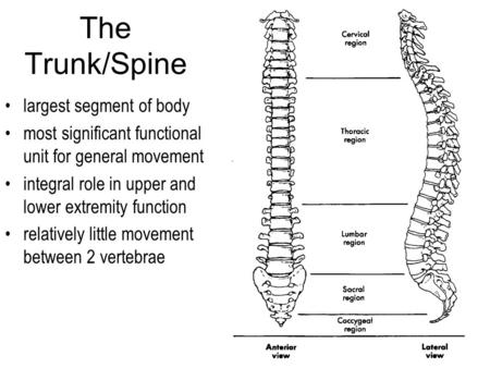 The Trunk/Spine largest segment of body