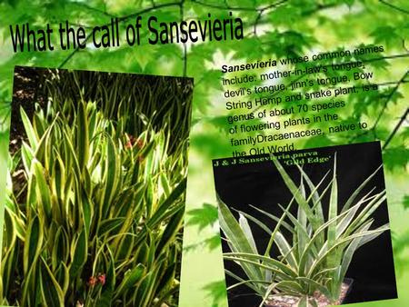 What the call of Sansevieria