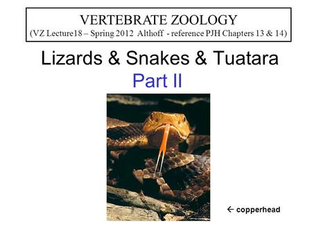 Lizards & Snakes & Tuatara Part II VERTEBRATE ZOOLOGY (VZ Lecture18 – Spring 2012 Althoff - reference PJH Chapters 13 & 14)  copperhead.