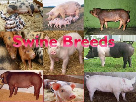 Swine Breeds.