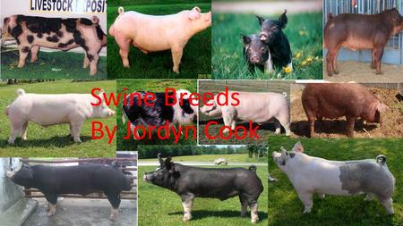 Swine Breeds By Jordyn Cook.