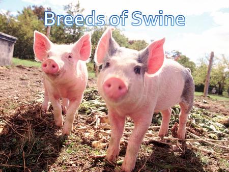 Terms to Know Scientific name for swine: Porcine Mature male swine: Boar Mature female swine: Sow Young female swine: Gilt Altered male swine: Barrow.