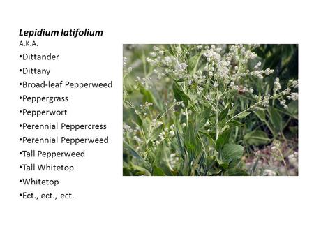 Lepidium latifolium A.K.A. Dittander Dittany Broad-leaf Pepperweed Peppergrass Pepperwort Perennial Peppercress Perennial Pepperweed Tall Pepperweed Tall.