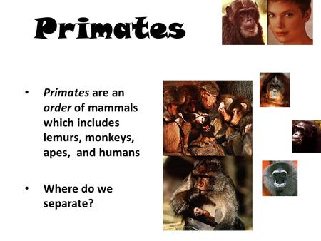 Primates Primates are an order of mammals which includes lemurs, monkeys, apes, and humans Where do we separate?