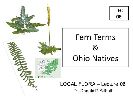 LEC 08 LOCAL FLORA – Lecture 08 Dr. Donald P. Althoff Fern Terms & Ohio Natives.