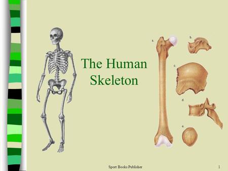 The Human Skeleton Sport Books Publisher.