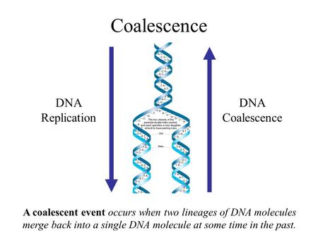 Coalescence DNA Replication DNA Coalescence