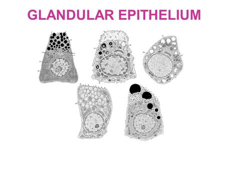 GLANDULAR EPITHELIUM. EPITHELIAL SPECIALISATION FOR SECRETION A PATCH OF EPITHELIAL CELLS (INTERNAL SURFACE) OR A DOWNGROWTH THAT PROLIFERATES (EXTERNAL.