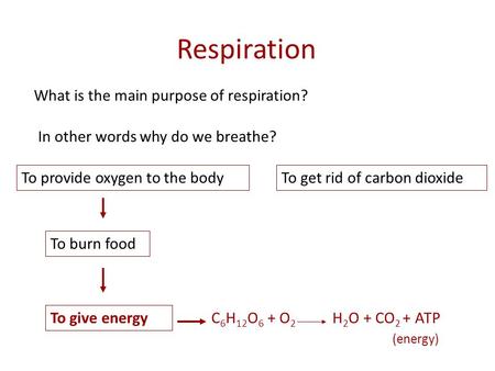 Respiration What is the main purpose of respiration?