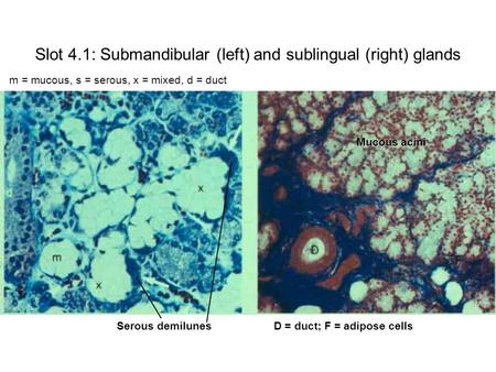 Slot 4.1: Submandibular (left) and sublingual (right) glands m = mucous, s = serous, x = mixed, d = duct Serous demilunesD = duct; F = adipose cells Mucous.