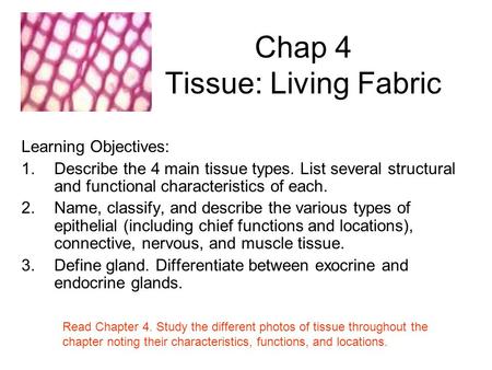 Chap 4 Tissue: Living Fabric Learning Objectives: 1.Describe the 4 main tissue types. List several structural and functional characteristics of each. 2.Name,