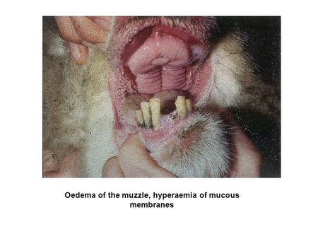 Oedema of the muzzle, hyperaemia of mucous membranes.