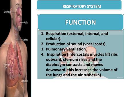 1.Respiration (external, internal, and cellular). 2.Production of sound (vocal cords). 3.Pulmonary ventilation. 4. Inspiration (intercostals muscles lift.