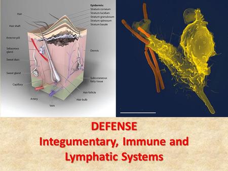 Integumentary, Immune and