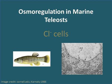 Osmoregulation in Marine Teleosts Cl - cells Image credit: cornell.edu; Karnaky 1986.