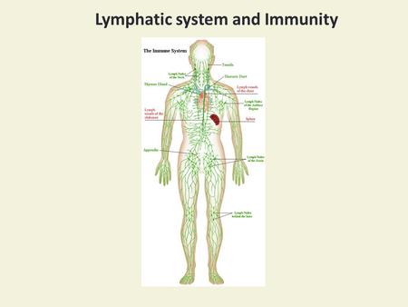 Lymphatic system and Immunity. Subclavian vein.