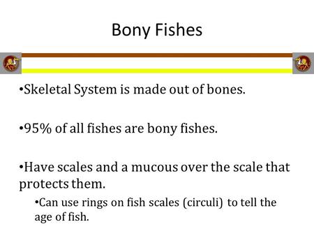 Bony Fishes Skeletal System is made out of bones. 95% of all fishes are bony fishes. Have scales and a mucous over the scale that protects them. Can use.