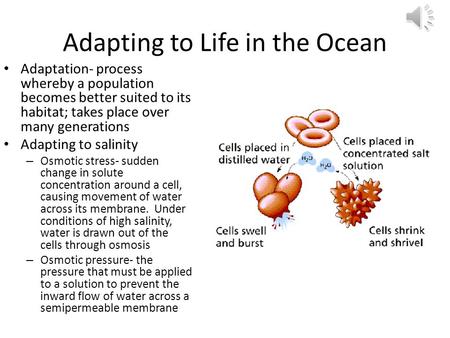 Adapting to Life in the Ocean Adaptation- process whereby a population becomes better suited to its habitat; takes place over many generations Adapting.