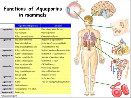 Functions of Aquaporins in mammals. Kidney Cortex Nephron proximal tubules collecting duct Aqp0 urine concentration reabsorption of water into blood The.