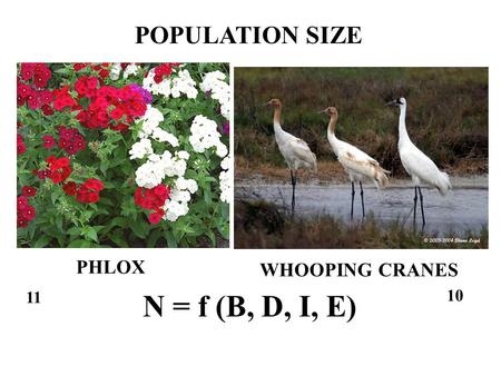 10 11 PHLOX WHOOPING CRANES POPULATION SIZE N = f (B, D, I, E)