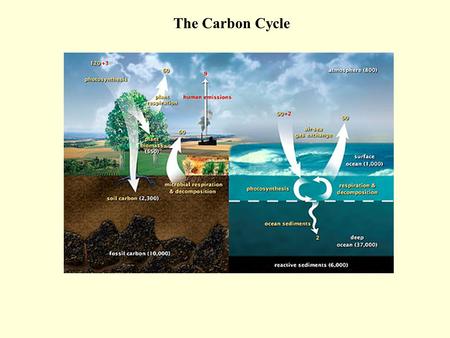 The Carbon Cycle. The carbon atoms that make up DNA, proteins, and other molecules of life Commonly cycle between earth’s rocks, atmosphere, and the bodies.