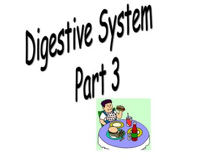 Digestive System Part 3.