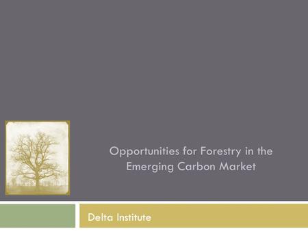 Opportunities for Forestry in the Emerging Carbon Market Delta Institute.
