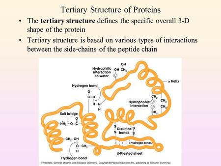 Tertiary Structure of Proteins The tertiary structure defines the specific overall 3-D shape of the protein Tertiary structure is based on various types.