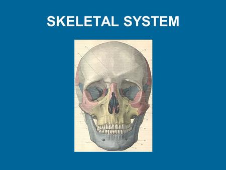 SKELETAL SYSTEM. Functions of Bones Support – hard framework that supports and anchors body – bones of legs act as pillars to Protection – fused bones.