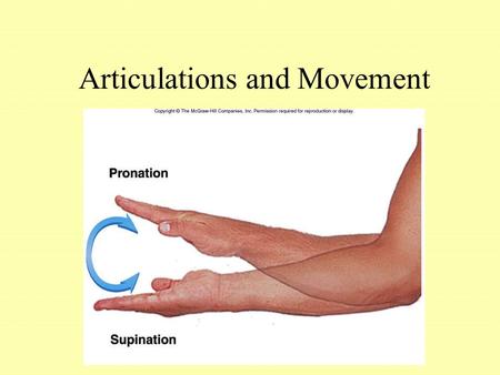 Articulations and Movement. Articulations or Joints Articulation or Joint –Place where two bones come together –Freely movable to limited to no apparent.