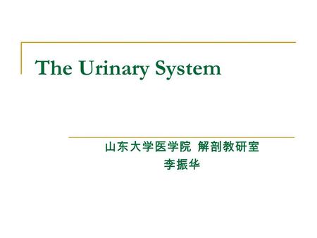 The Urinary System 山东大学医学院 解剖教研室 李振华.