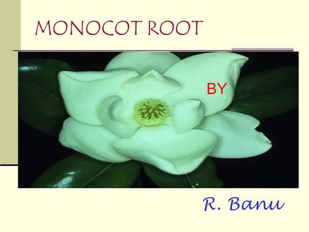 MONOCOT ROOT BY R. Banu.